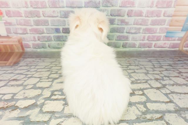 神奈川県のマルチーズ (Coo&RIKU横浜旭店/2026年2月21日生まれ/女の子/ホワイト)の子犬の4枚目の画像