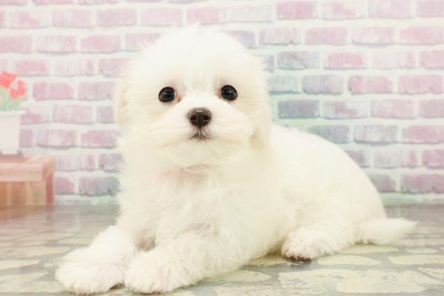 東京都のマルチーズ (Coo&RIKU八王子西店/2026年2月21日生まれ/女の子/ホワイト)の子犬の2枚目の画像