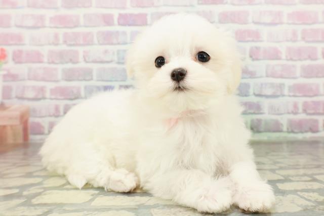 東京都のマルチーズ (Coo&RIKU八王子西店/2026年2月21日生まれ/女の子/ホワイト)の子犬の3枚目の画像