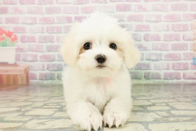 栃木県のマルチーズ (Coo&RIKU小山店/2026年2月21日生まれ/女の子/ホワイト)の子犬の1枚目の画像
