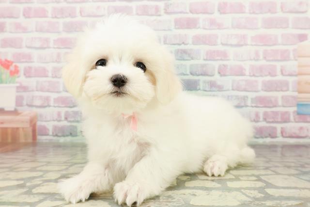 栃木県のマルチーズ (Coo&RIKU小山店/2026年2月21日生まれ/女の子/ホワイト)の子犬の2枚目の画像