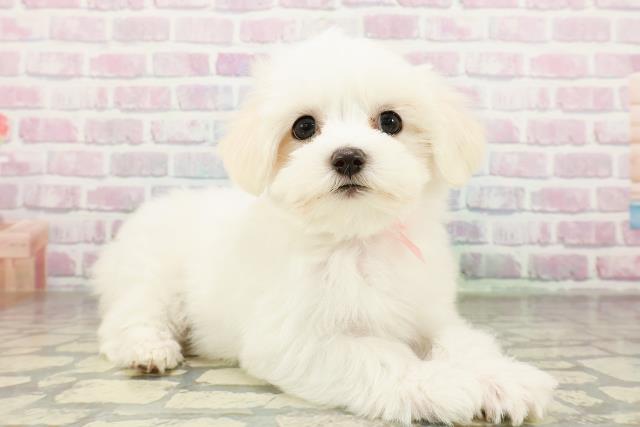 栃木県のマルチーズ (Coo&RIKU小山店/2026年2月21日生まれ/女の子/ホワイト)の子犬の3枚目の画像