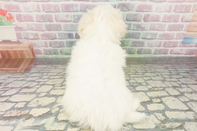 栃木県のマルチーズ (Coo&RIKU小山店/2026年2月21日生まれ/女の子/ホワイト)の子犬の4枚目の画像