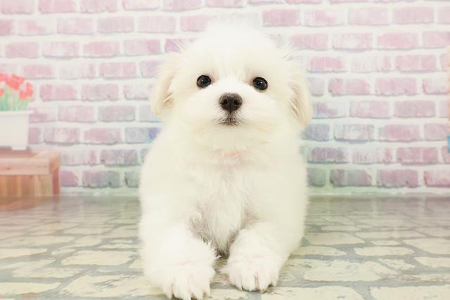 神奈川県のマルチーズ (Coo&RIKU横須賀店/2026年2月21日生まれ/女の子/ホワイト)の子犬の1枚目の画像