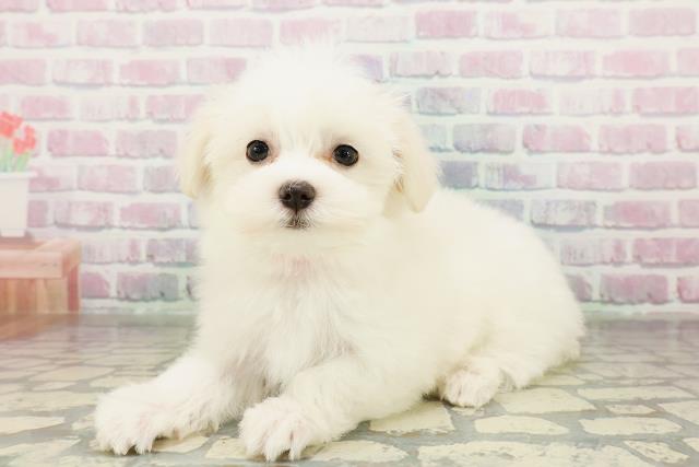 神奈川県のマルチーズ (Coo&RIKU横須賀店/2026年2月21日生まれ/女の子/ホワイト)の子犬の2枚目の画像
