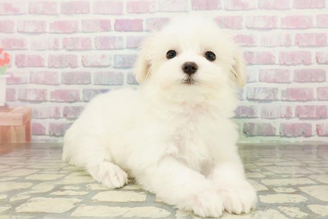 神奈川県のマルチーズ (Coo&RIKU横須賀店/2026年2月21日生まれ/女の子/ホワイト)の子犬の3枚目の画像