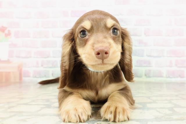 ミニチュア・ダックスフンド