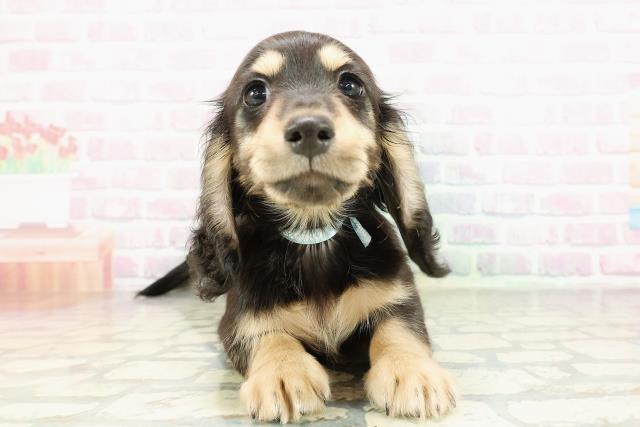 神奈川県のミニチュアダックスフンド(ロング) (Coo&RIKU横浜港南台店/2026年2月23日生まれ/男の子/ブラックタン)の子犬の1枚目の画像