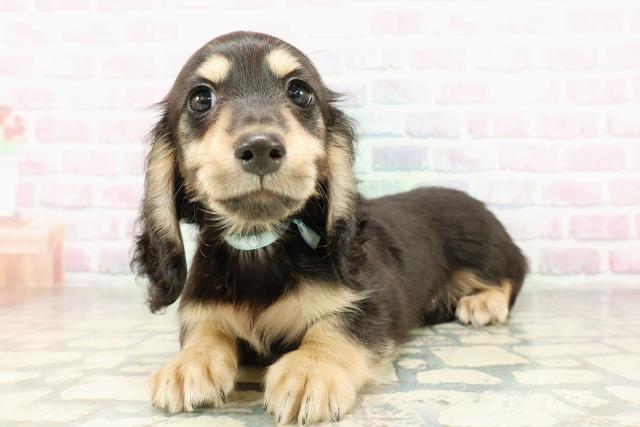 神奈川県のミニチュアダックスフンド(ロング) (Coo&RIKU横浜港南台店/2026年2月23日生まれ/男の子/ブラックタン)の子犬の2枚目の画像