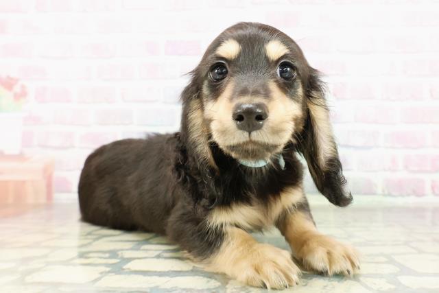 神奈川県のミニチュアダックスフンド(ロング) (Coo&RIKU横浜港南台店/2026年2月23日生まれ/男の子/ブラックタン)の子犬の3枚目の画像