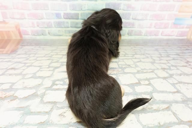 神奈川県のミニチュアダックスフンド(ロング) (Coo&RIKU横浜港南台店/2026年2月23日生まれ/男の子/ブラックタン)の子犬の4枚目の画像