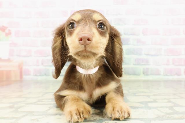 茨城県のミニチュアダックスフンド(ロング) (Coo&RIKU石岡店/2026年2月23日生まれ/女の子/チョコレートタン)の子犬