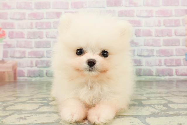 栃木県のポメラニアン (Coo&RIKU小山店/2026年2月25日生まれ/女の子/ホワイト)の子犬の1枚目の画像