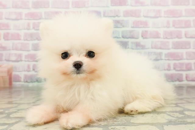 栃木県のポメラニアン (Coo&RIKU小山店/2026年2月25日生まれ/女の子/ホワイト)の子犬の2枚目の画像