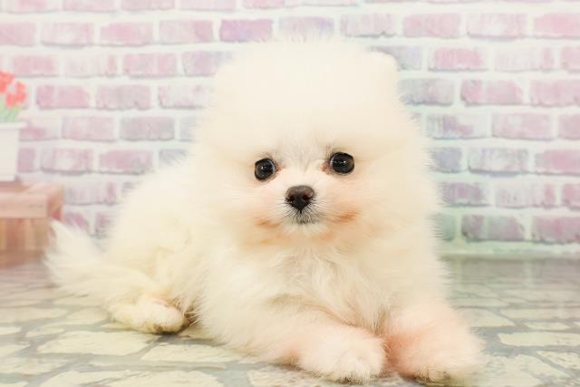 栃木県のポメラニアン (Coo&RIKU小山店/2026年2月25日生まれ/女の子/ホワイト)の子犬の3枚目の画像