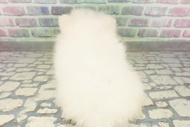 栃木県のポメラニアン (Coo&RIKU小山店/2026年2月25日生まれ/女の子/ホワイト)の子犬の4枚目の画像