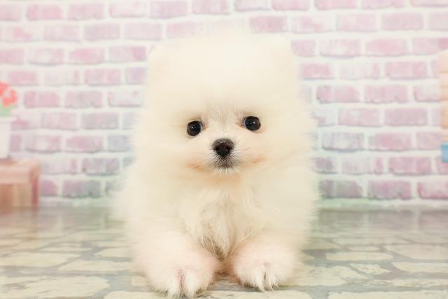 神奈川県のポメラニアン (Coo&RIKU相模原店/2026年2月25日生まれ/女の子/ホワイト)の子犬の1枚目の画像