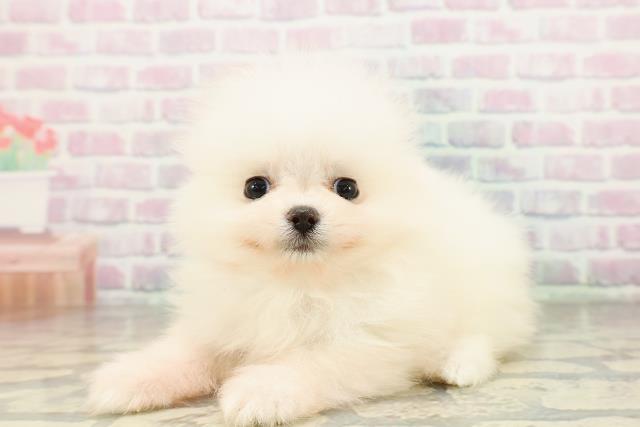 神奈川県のポメラニアン (Coo&RIKU相模原店/2026年2月25日生まれ/女の子/ホワイト)の子犬の2枚目の画像