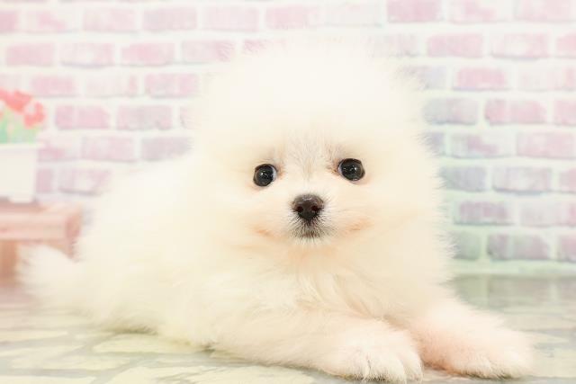 神奈川県のポメラニアン (Coo&RIKU相模原店/2026年2月25日生まれ/女の子/ホワイト)の子犬の3枚目の画像