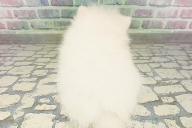 神奈川県のポメラニアン (Coo&RIKU相模原店/2026年2月25日生まれ/女の子/ホワイト)の子犬の4枚目の画像