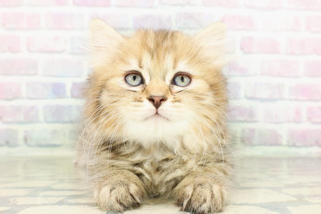 神奈川県のミヌエット (Coo&RIKU横浜港南台店/2026年2月25日生まれ/女の子/ブラウンパッチドタビー)の子猫の1枚目の画像