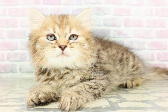 神奈川県のミヌエット (Coo&RIKU横浜港南台店/2026年2月25日生まれ/女の子/ブラウンパッチドタビー)の子猫の2枚目の画像