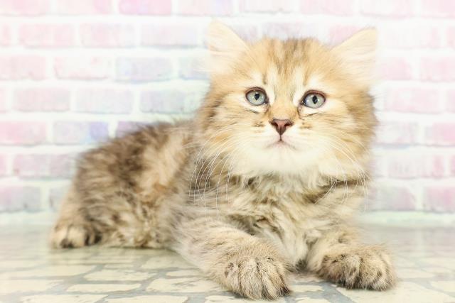 神奈川県のミヌエット (Coo&RIKU横浜港南台店/2026年2月25日生まれ/女の子/ブラウンパッチドタビー)の子猫の3枚目の画像