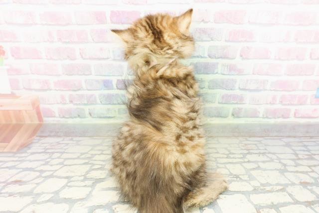 神奈川県のミヌエット (Coo&RIKU横浜港南台店/2026年2月25日生まれ/女の子/ブラウンパッチドタビー)の子猫の4枚目の画像