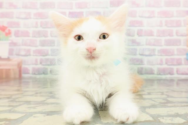 東京都のメインクーン (Coo&RIKU練馬店/2026年2月18日生まれ/男の子/レッドタビーホワイト)の子猫の1枚目の画像