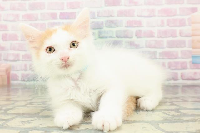 東京都のメインクーン (Coo&RIKU練馬店/2026年2月18日生まれ/男の子/レッドタビーホワイト)の子猫の2枚目の画像