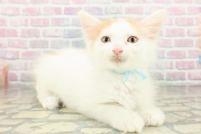 東京都のメインクーン (Coo&RIKU練馬店/2026年2月18日生まれ/男の子/レッドタビーホワイト)の子猫の3枚目の画像