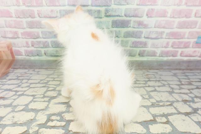 東京都のメインクーン (Coo&RIKU練馬店/2026年2月18日生まれ/男の子/レッドタビーホワイト)の子猫の4枚目の画像