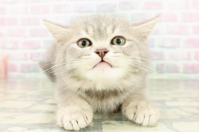 神奈川県のミヌエット (Coo&RIKU小田原店/2026年2月22日生まれ/男の子/ブルータビー)の子猫の1枚目の画像