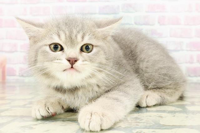 神奈川県のミヌエット (Coo&RIKU小田原店/2026年2月22日生まれ/男の子/ブルータビー)の子猫の2枚目の画像