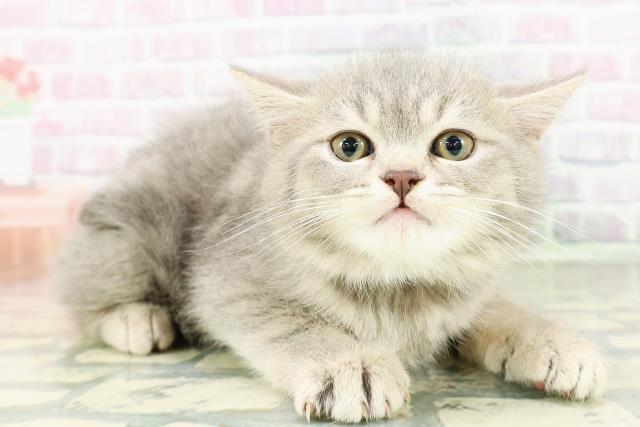 神奈川県のミヌエット (Coo&RIKU小田原店/2026年2月22日生まれ/男の子/ブルータビー)の子猫の3枚目の画像