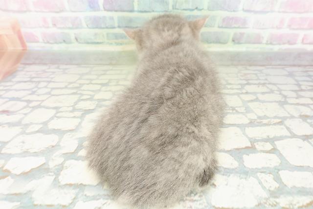 神奈川県のミヌエット (Coo&RIKU小田原店/2026年2月22日生まれ/男の子/ブルータビー)の子猫の4枚目の画像