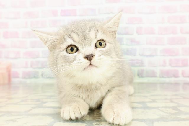 栃木県のミヌエット (Coo&RIKU宇都宮店/2026年2月22日生まれ/女の子/ブルータビー)の子猫の1枚目の画像
