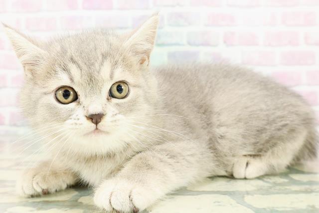 栃木県のミヌエット (Coo&RIKU宇都宮店/2026年2月22日生まれ/女の子/ブルータビー)の子猫の2枚目の画像
