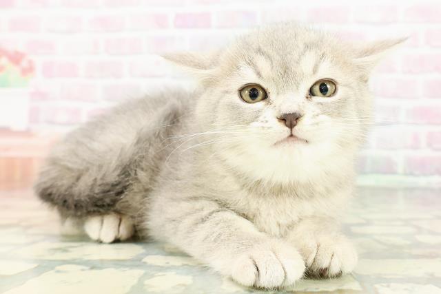 栃木県のミヌエット (Coo&RIKU宇都宮店/2026年2月22日生まれ/女の子/ブルータビー)の子猫の3枚目の画像
