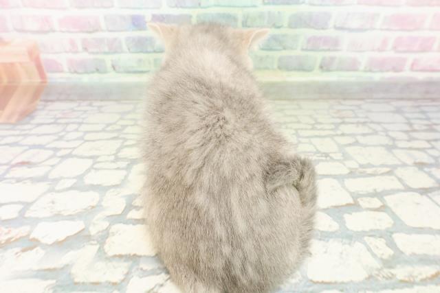 栃木県のミヌエット (Coo&RIKU宇都宮店/2026年2月22日生まれ/女の子/ブルータビー)の子猫の4枚目の画像