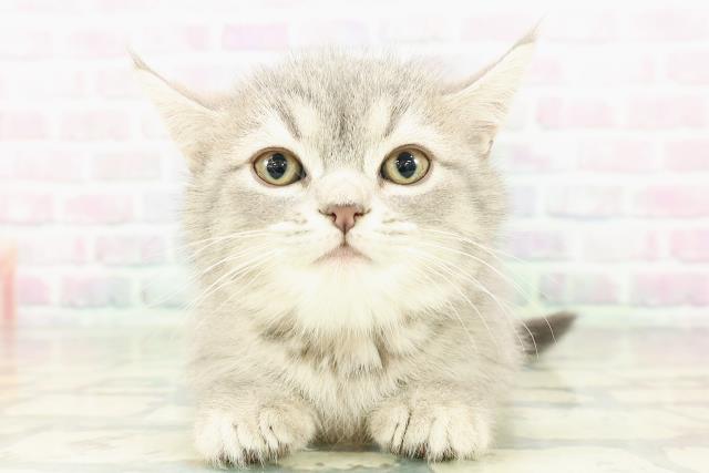 東京都のミヌエット (Coo&RIKU新宿三丁目店/2026年2月22日生まれ/女の子/ブルータビー)の子猫の1枚目の画像