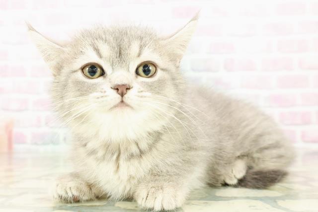 東京都のミヌエット (Coo&RIKU新宿三丁目店/2026年2月22日生まれ/女の子/ブルータビー)の子猫の2枚目の画像