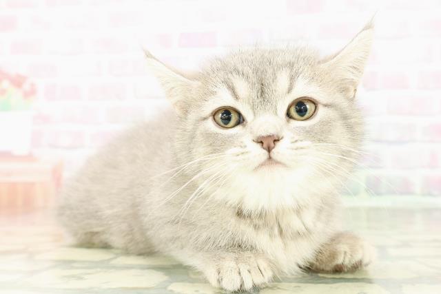 東京都のミヌエット (Coo&RIKU新宿三丁目店/2026年2月22日生まれ/女の子/ブルータビー)の子猫の3枚目の画像