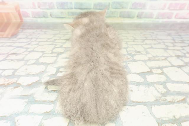 東京都のミヌエット (Coo&RIKU新宿三丁目店/2026年2月22日生まれ/女の子/ブルータビー)の子猫の4枚目の画像