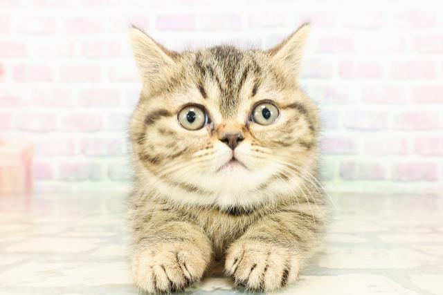 東京都のミヌエット (Coo&RIKU秋葉原店/2026年2月22日生まれ/女の子/ブラウンタビー)の子猫の1枚目の画像