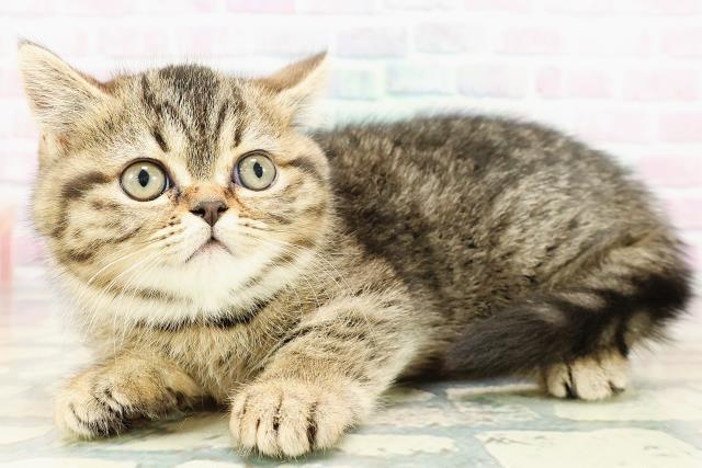 東京都のミヌエット (Coo&RIKU秋葉原店/2026年2月22日生まれ/女の子/ブラウンタビー)の子猫の2枚目の画像