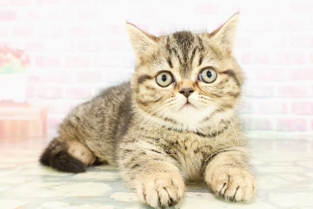 東京都のミヌエット (Coo&RIKU秋葉原店/2026年2月22日生まれ/女の子/ブラウンタビー)の子猫の3枚目の画像