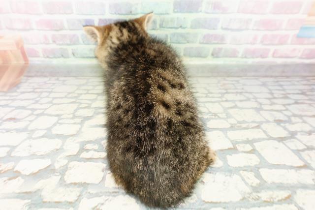 東京都のミヌエット (Coo&RIKU秋葉原店/2026年2月22日生まれ/女の子/ブラウンタビー)の子猫の4枚目の画像