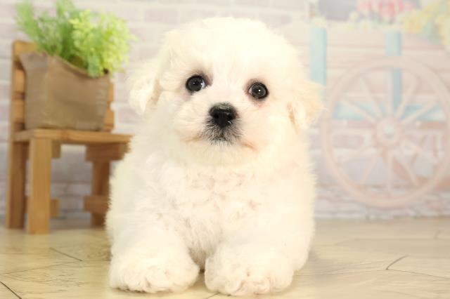 東京都のビションフリーゼ (Coo&RIKU板橋店/2026年2月25日生まれ/女の子/ホワイト)の子犬の1枚目の画像