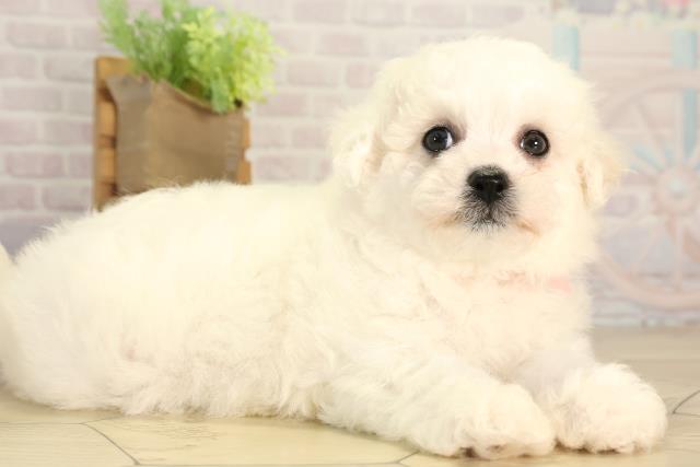 東京都のビションフリーゼ (Coo&RIKU板橋店/2026年2月25日生まれ/女の子/ホワイト)の子犬の2枚目の画像